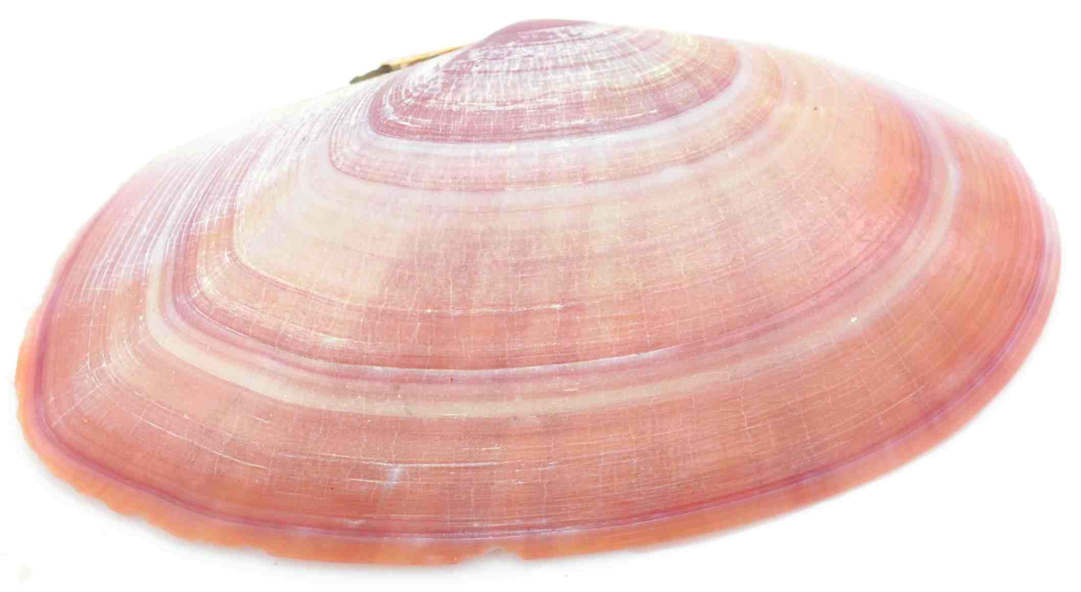 Sunset shell